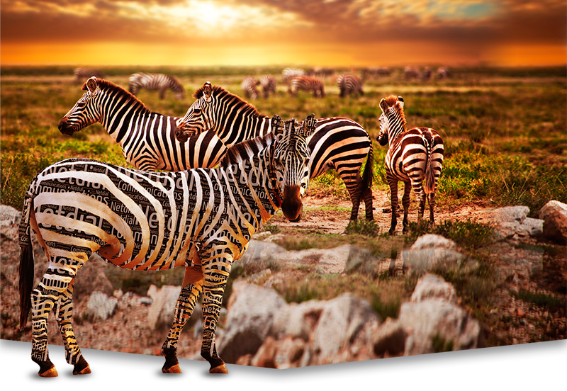 Zebre agence web netdial